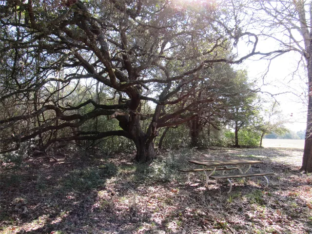 a view of a tree in the middle of a yard