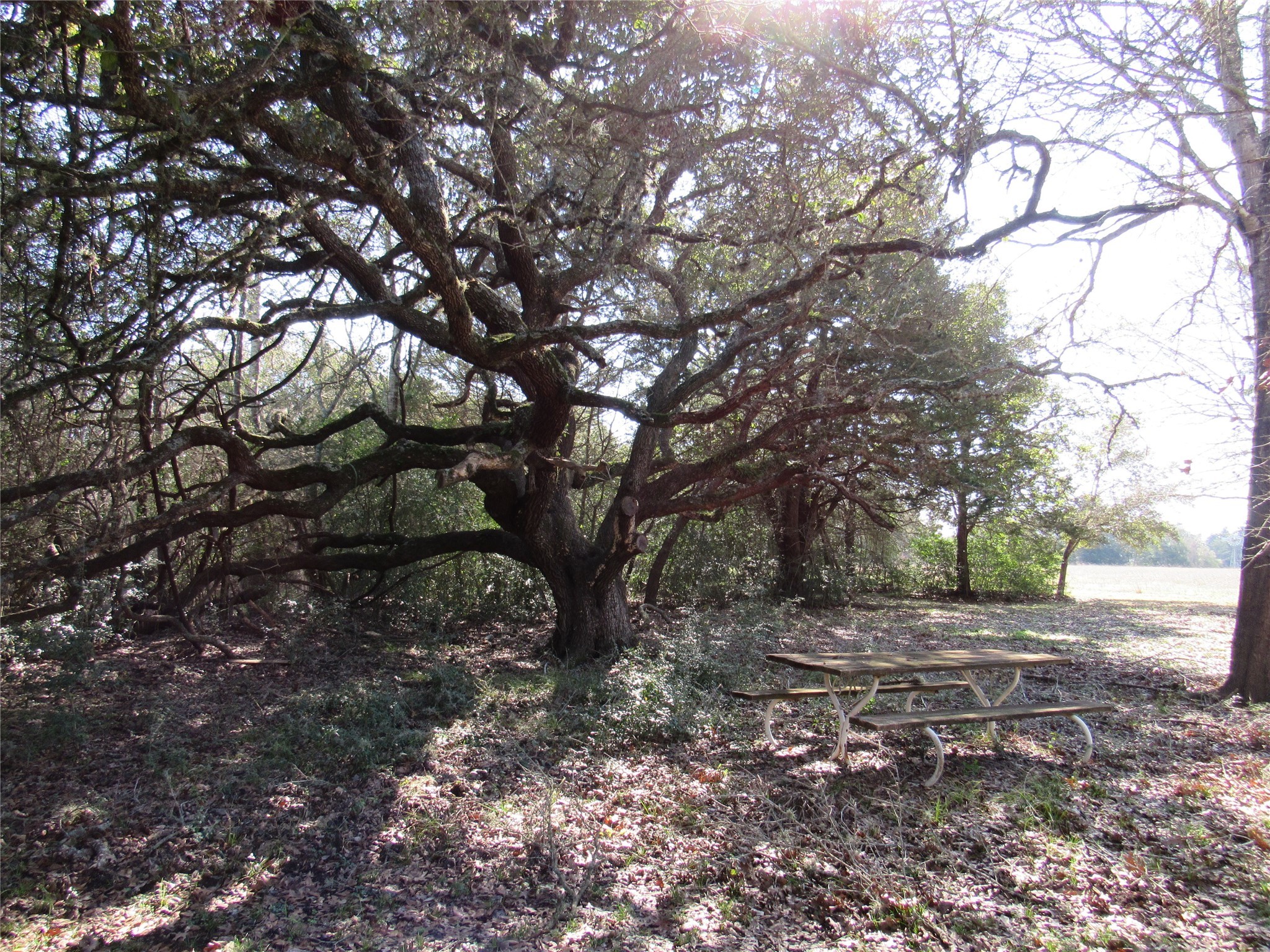 7515 Shelby Road Burton, TX 77835 - Photo 15 of 26 a view of a tree in the middle of a yard