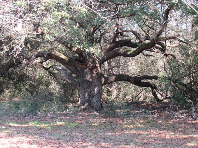 a view of a tree in the forest