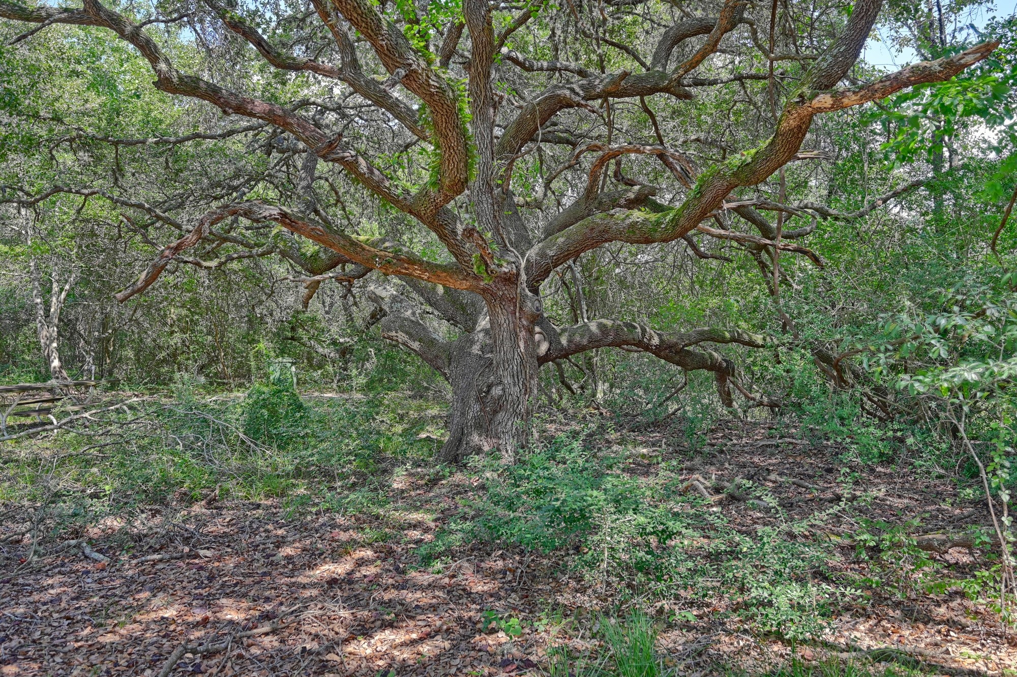 7515 Shelby Road Burton, TX 77835 - Photo 20 of 26 a big yard with lots of green space