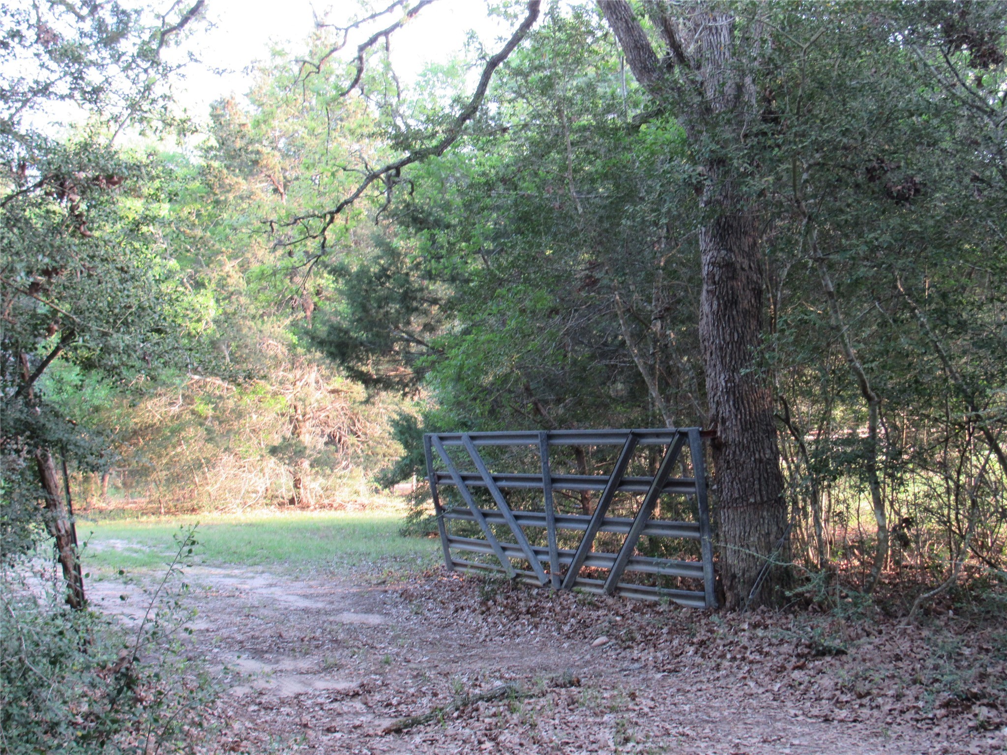 7515 Shelby Road Burton, TX 77835 - Photo 25 of 26 a view of a yard with a tree