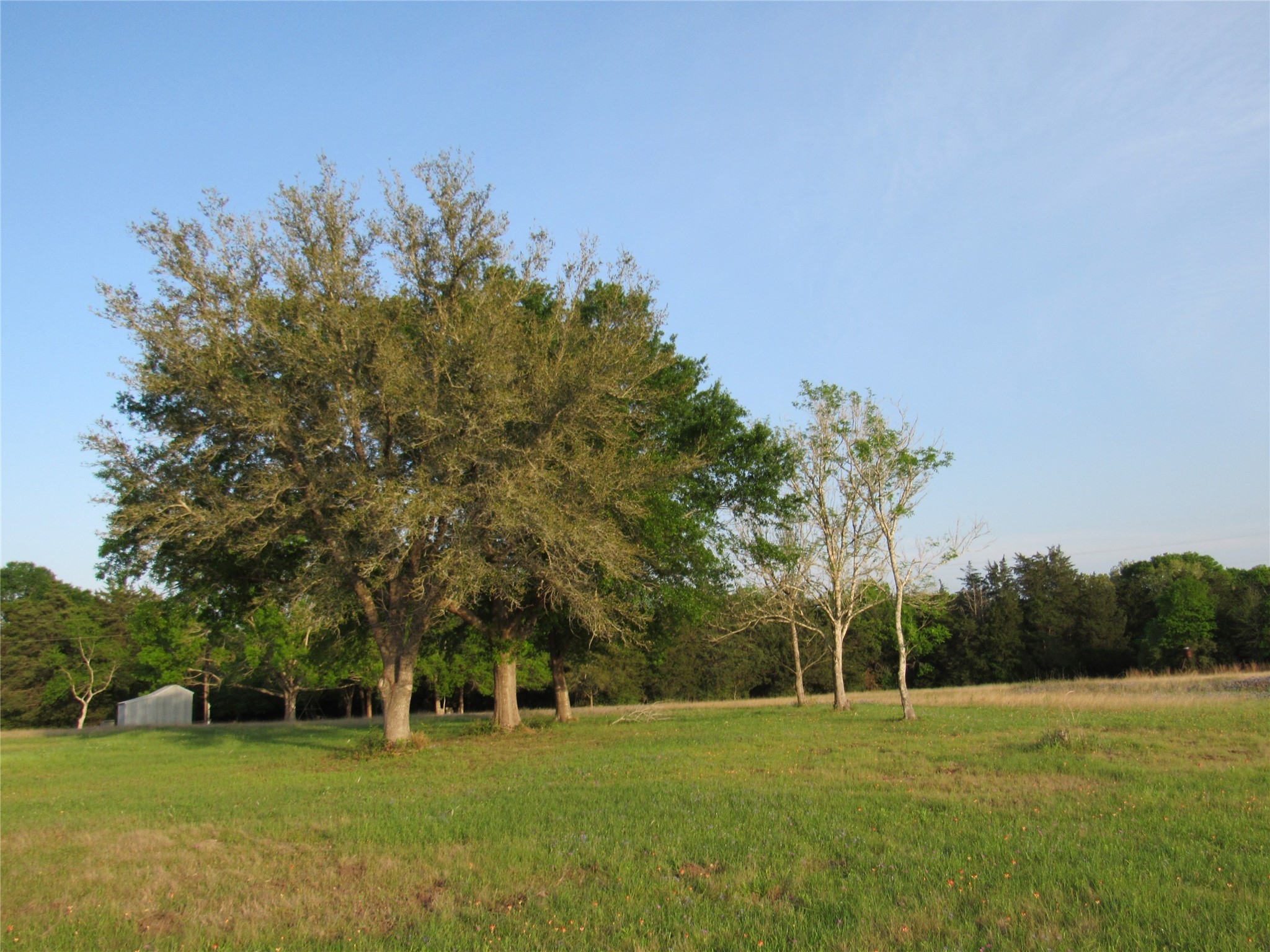 7515 Shelby Road Burton, TX 77835 - Photo 26 of 26 a grassy field with trees in the background