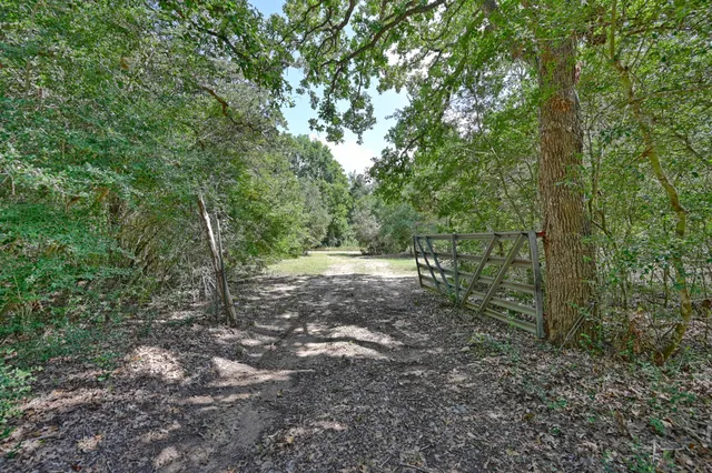 a view of a forest with trees in the background