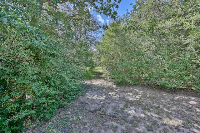 a view of a forest with trees in the background