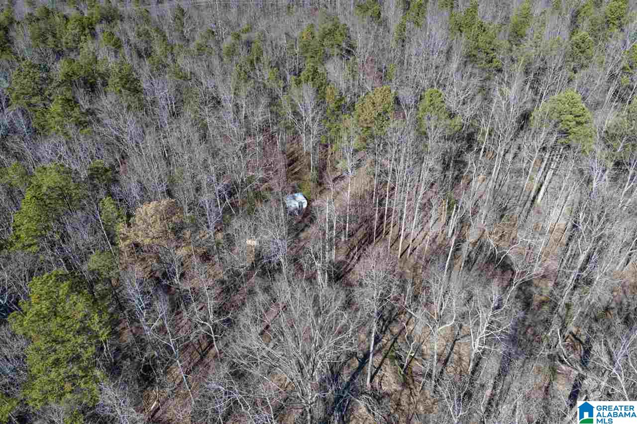 0 Mountain Drive, Unit 159ACRES Remlap, AL 35133 - Photo 5 of 8