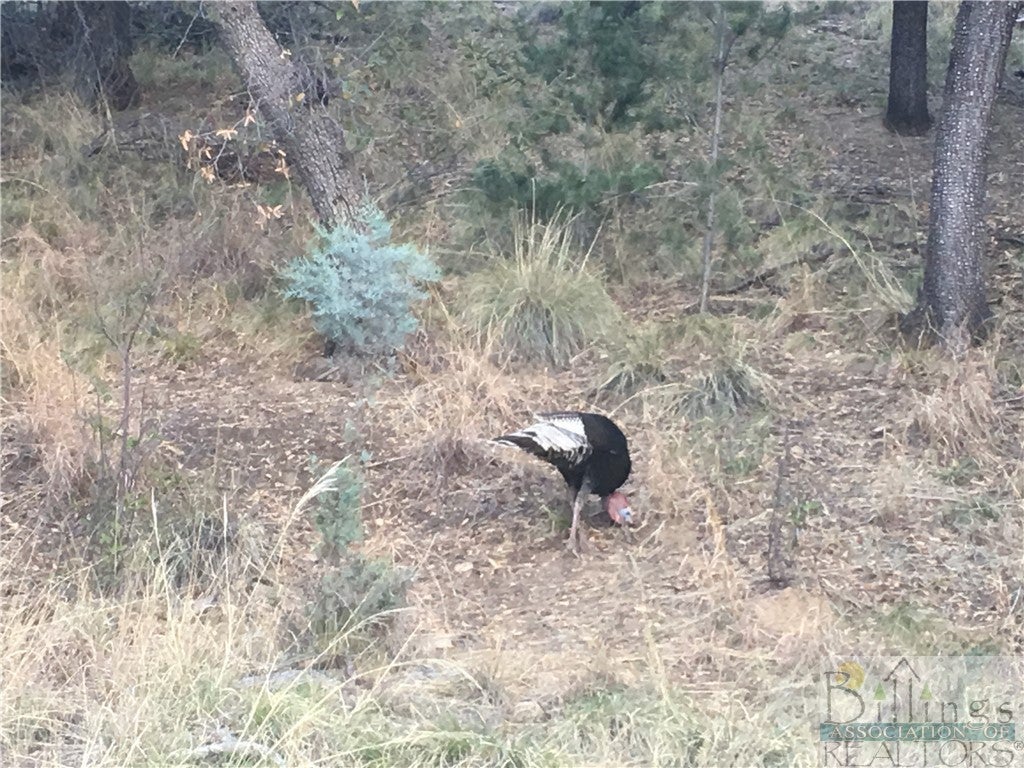 Tbd North Ranchairo Road North Molt, MT 59057 - Photo 1 of 1 Gallery Image 1