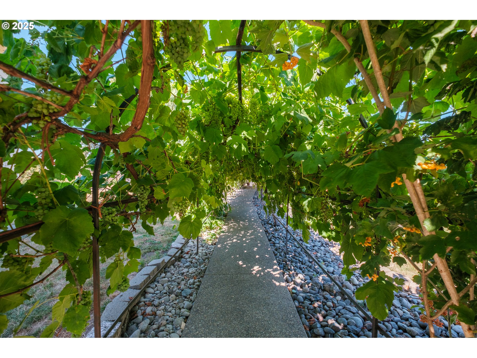 2225 Molalla Road Woodburn, OR 97071 - Photo 19 of 48 a view of a plant in a garden