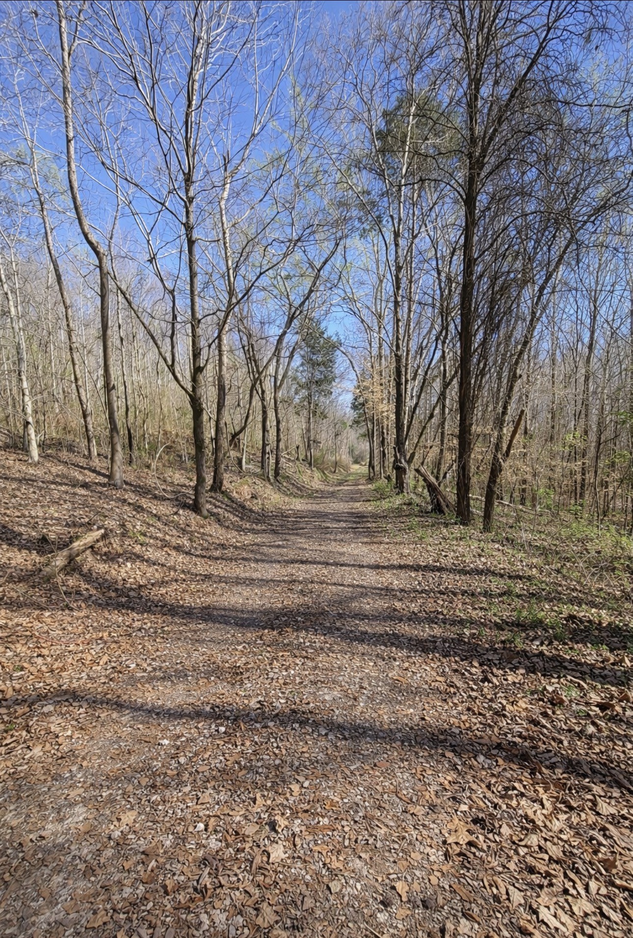 0 Douglas Bluff Road Stewart, TN 37175 - Photo 3 of 7 a view of dirt yard with a large tree