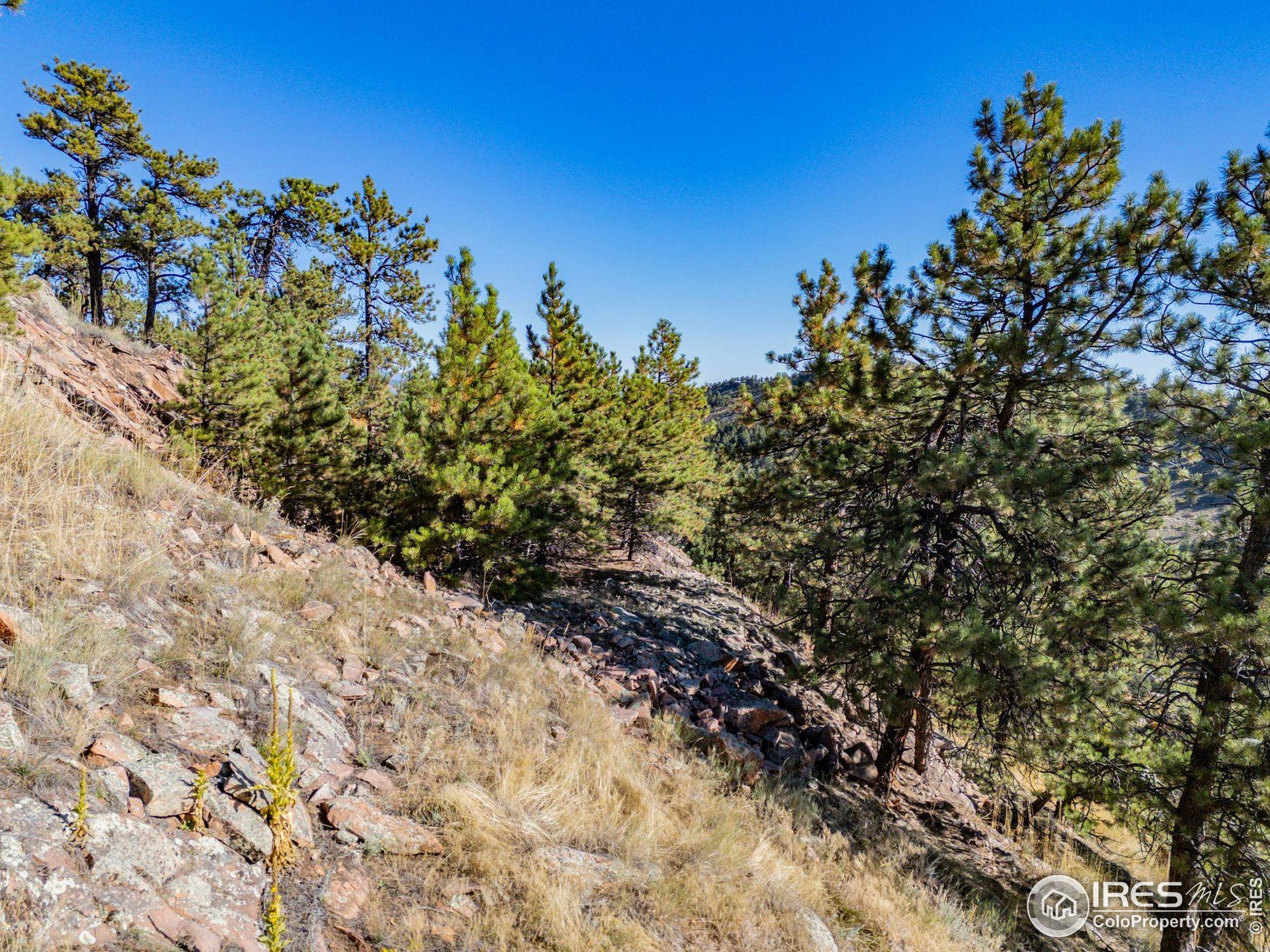 6109 Red Hill Road Boulder, CO 80302 - Photo 15 of 22 a view of a tree with a plant in front of it