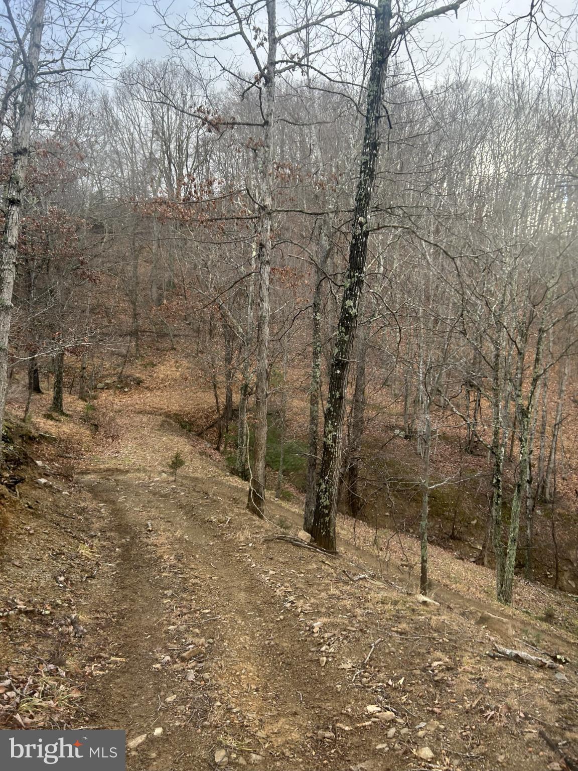 Serene woodland path through bare trees.