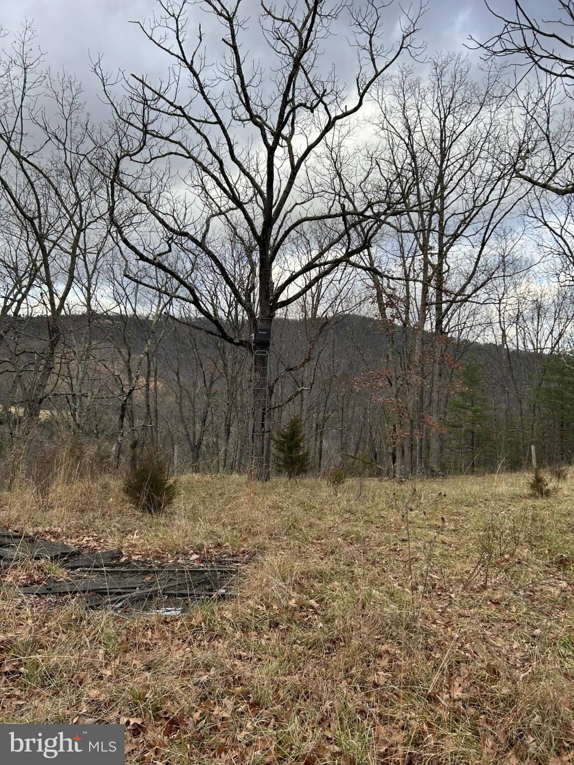 365 Co Rte 10/2 Franklin, WV 26807 - Photo 3 of 8 Serene landscape with a solitary tree.