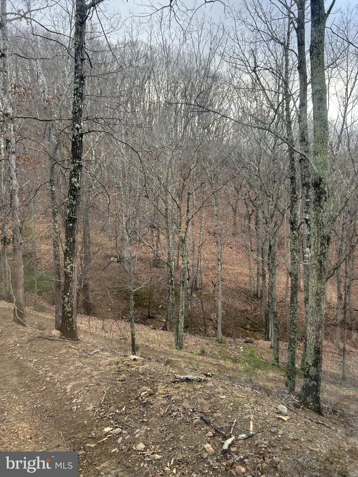 365 Co Rte 10/2 Franklin, WV 26807 - Photo 6 of 8 Serene woodland path in early spring.