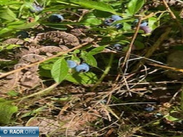 5631 Birch Bark Landing Biwabik, MN 55705 - Photo 14 of 16