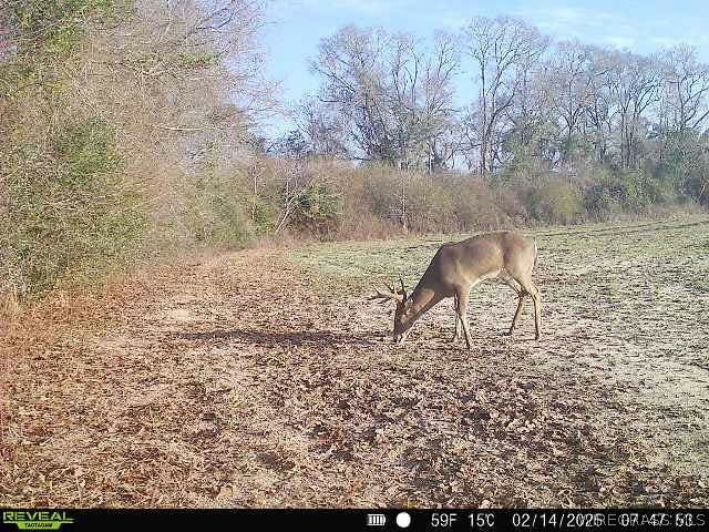 0 Chamblee Road Kinston, AL 36453 - Photo 20 of 22 Gallery Image 20