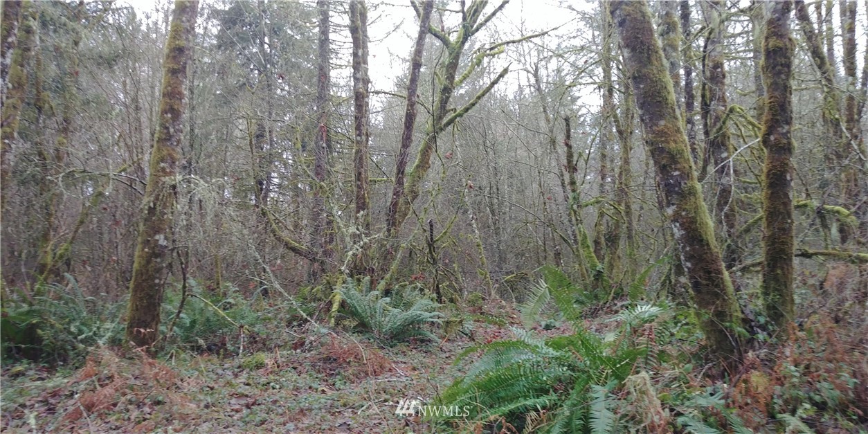 5443 133rd Avenue Southwest Rochester, WA 98579 - Photo 5 of 6 a view of a forest with lots of trees