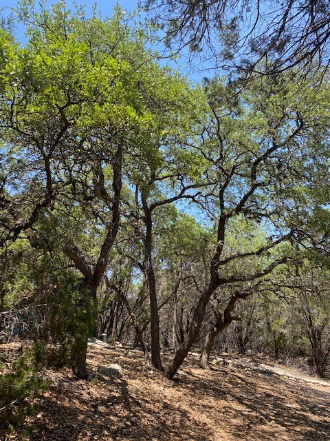 17801 Moon Rise Cove Jonestown, TX 78645 - Photo 16 of 29 Heavily wooded