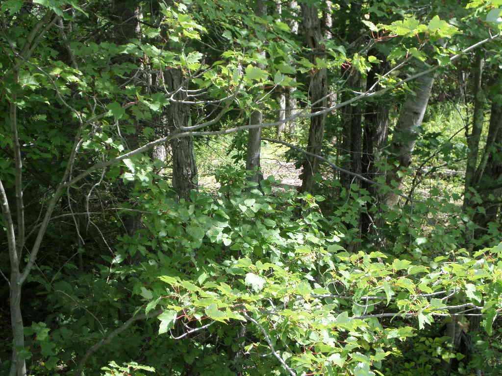 4 Us Route, Unit LOTS 33 & 41 Danbury, NH 03230 - Photo 8 of 21 Gallery Image 8