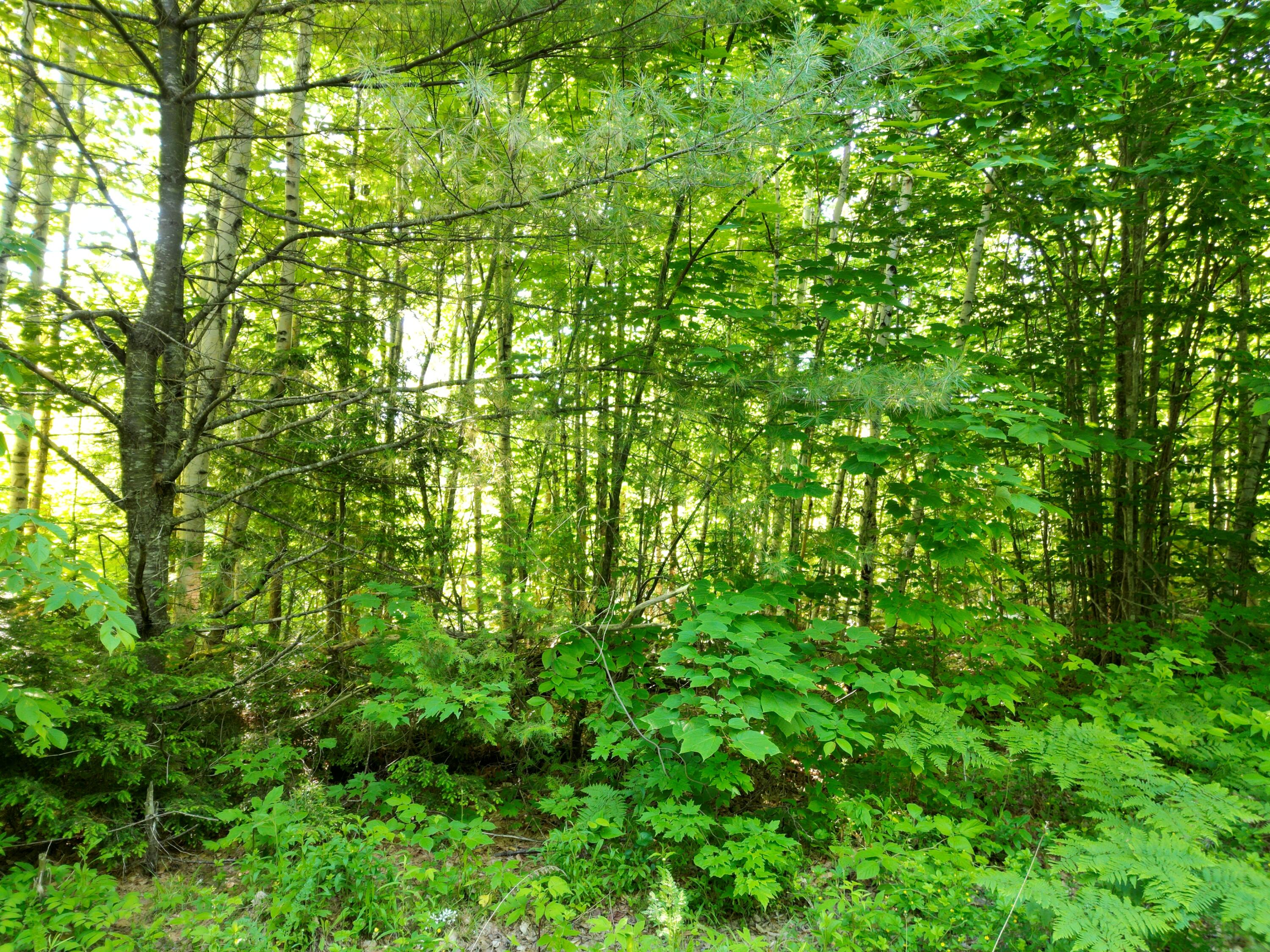 Lot 3 Bear Lane Springfield, ME 04487 - Photo 7 of 15 DJI_0745