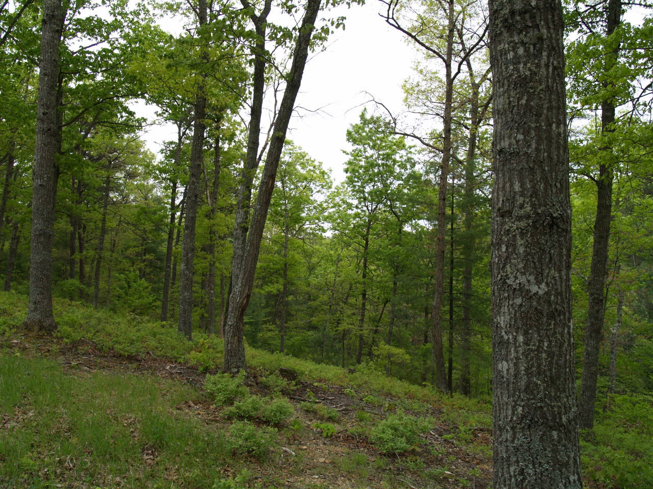 190 Tyler Ridge Road White Sulphur Springs, WV 24986 - Photo 1 of 8 Gallery Image 1