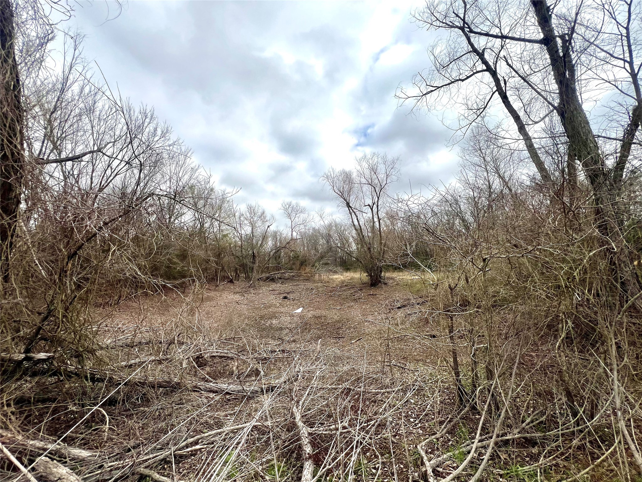 283 County Road Kosse, TX 76653 - Photo 4 of 8 a view of a yard with lots of bushes