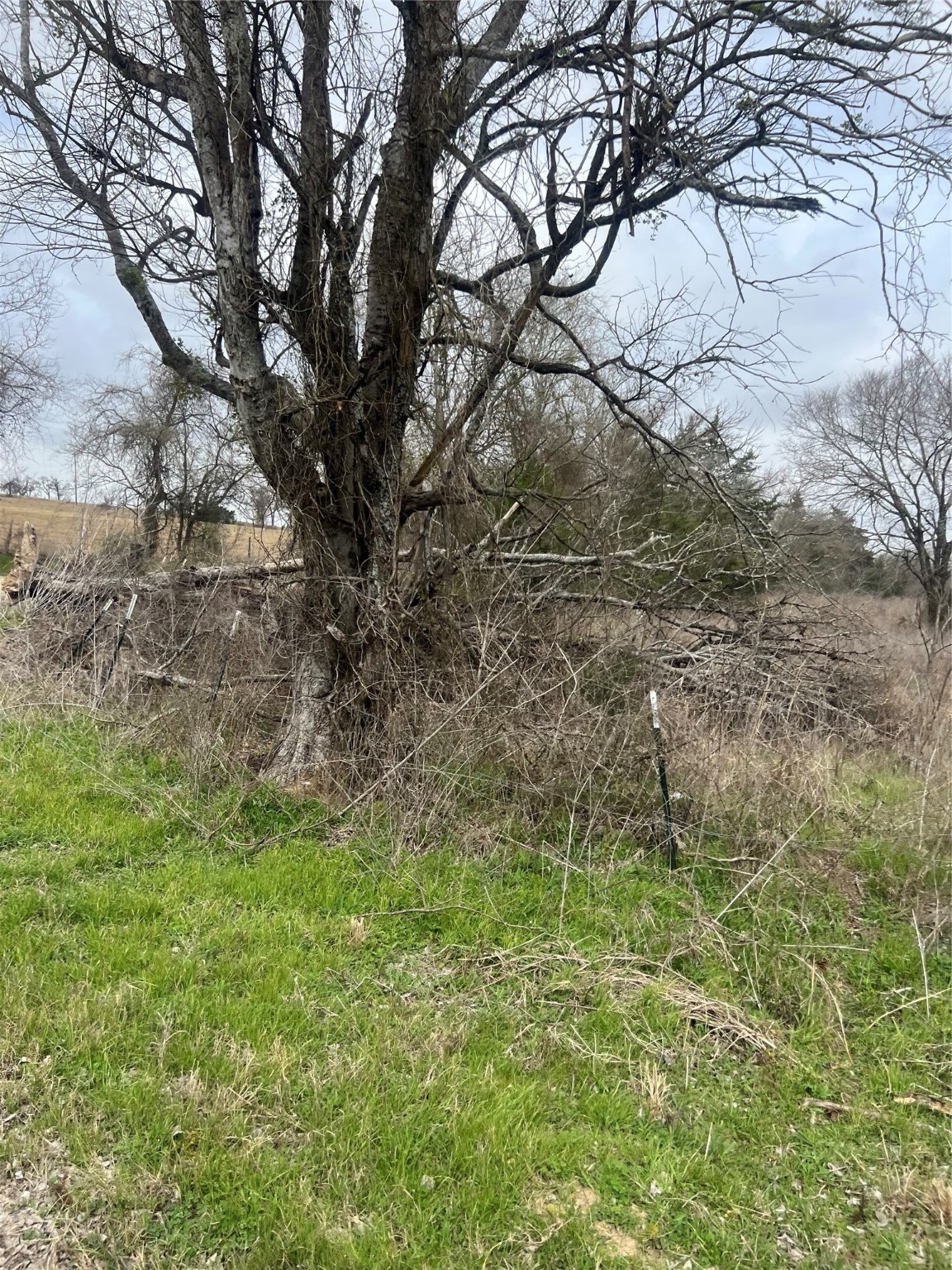 283 County Road Kosse, TX 76653 - Photo 8 of 8 a backyard of a house with lots of green space