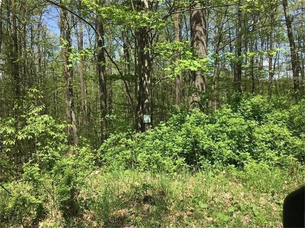 a view of a lush green forest