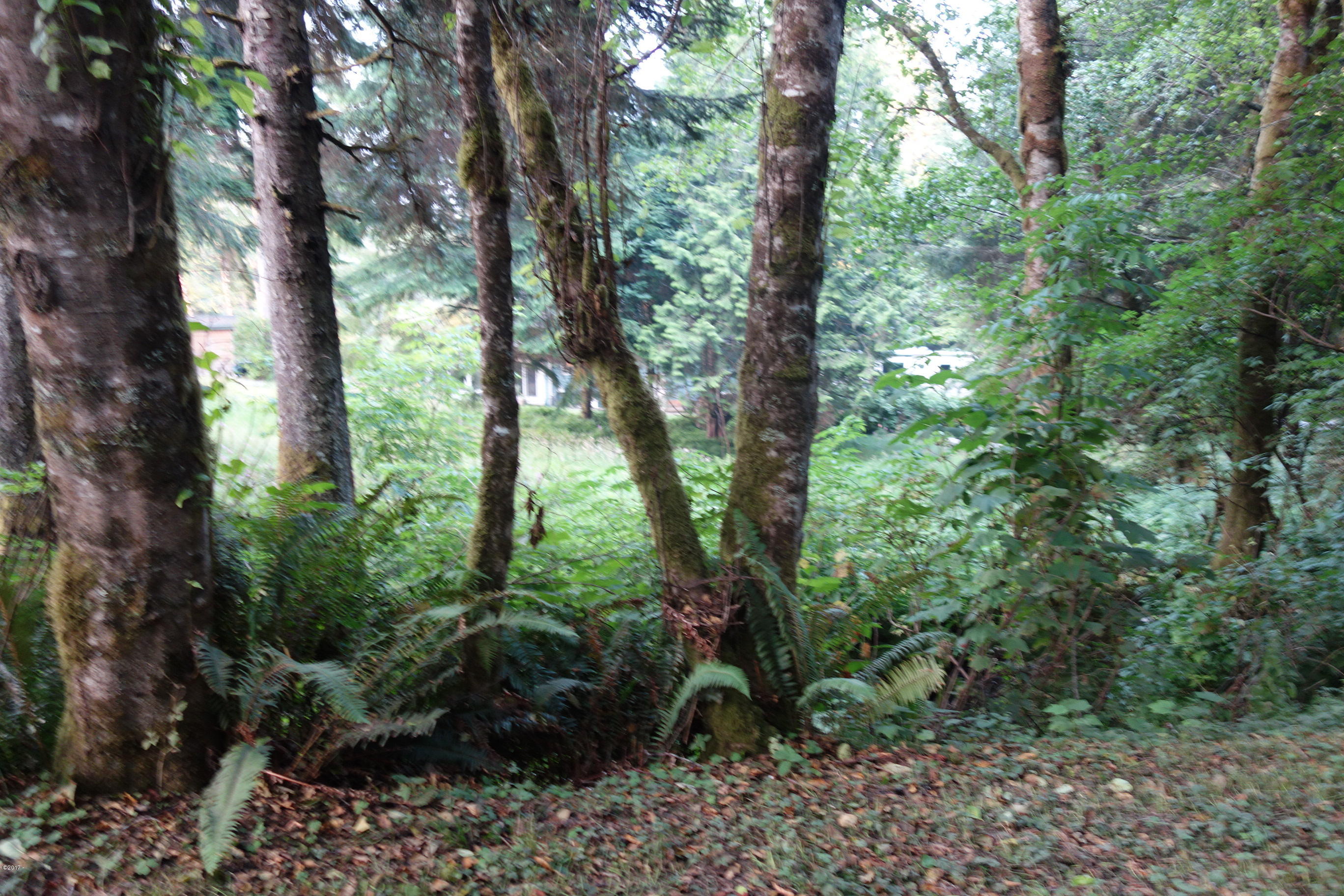 3501 South Beach Road Neskowin, OR 97149 - Photo 17 of 25 Tree Lined from the road