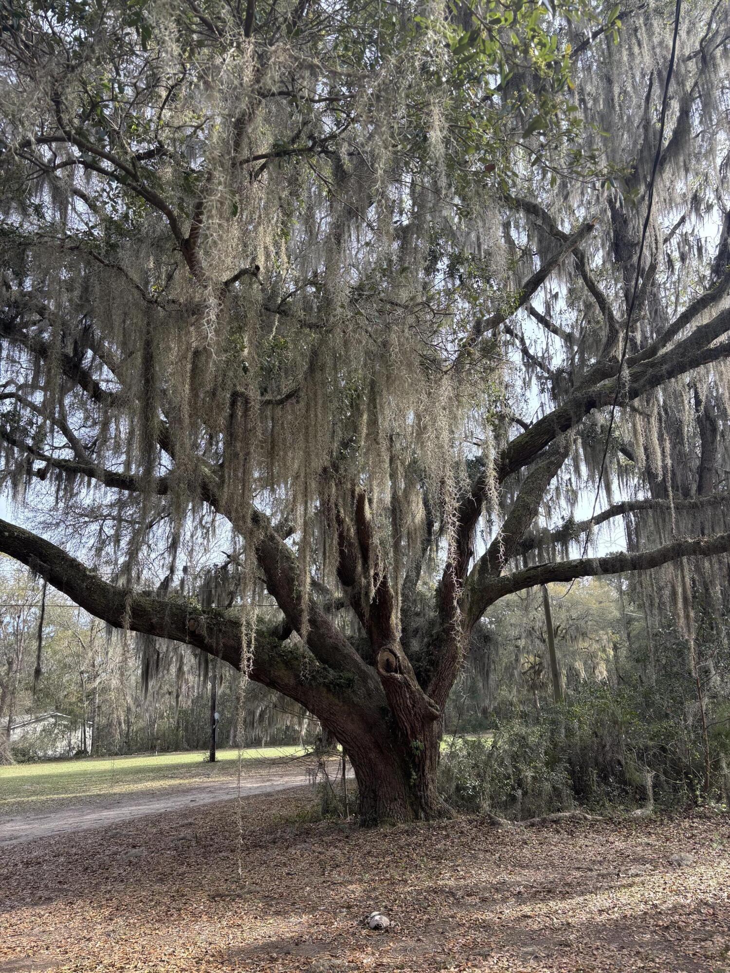 7778 Indigo Hill Road Edisto Island, SC 29438 - Photo 20 of 29 IMG_4750