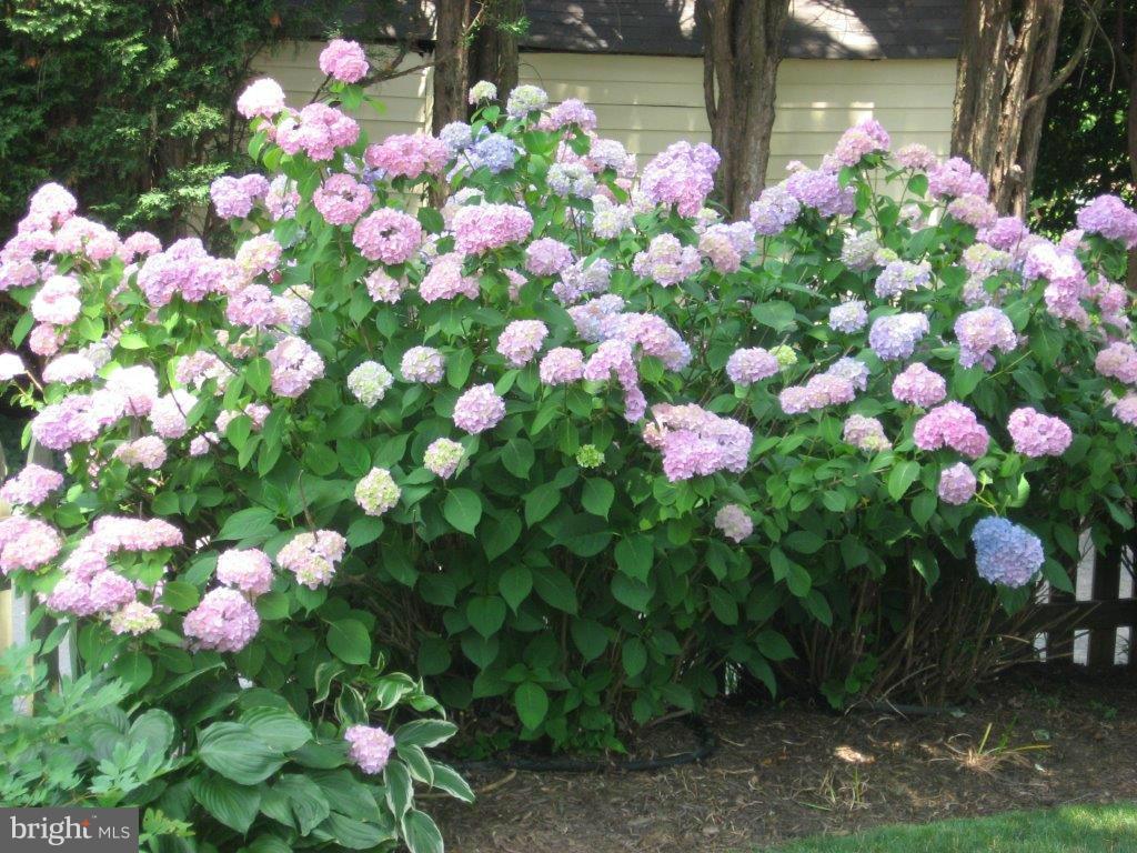 125 Croydon Road Baltimore, MD 21212 - Photo 22 of 22 Hydrangeas
