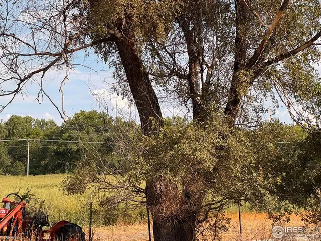 a view of a yard with a tree