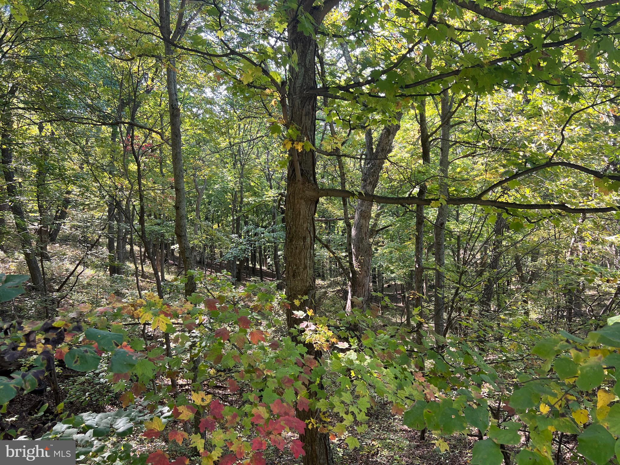 1604 High Knob Road Old Fields, WV 26845 - Photo 94 of 113