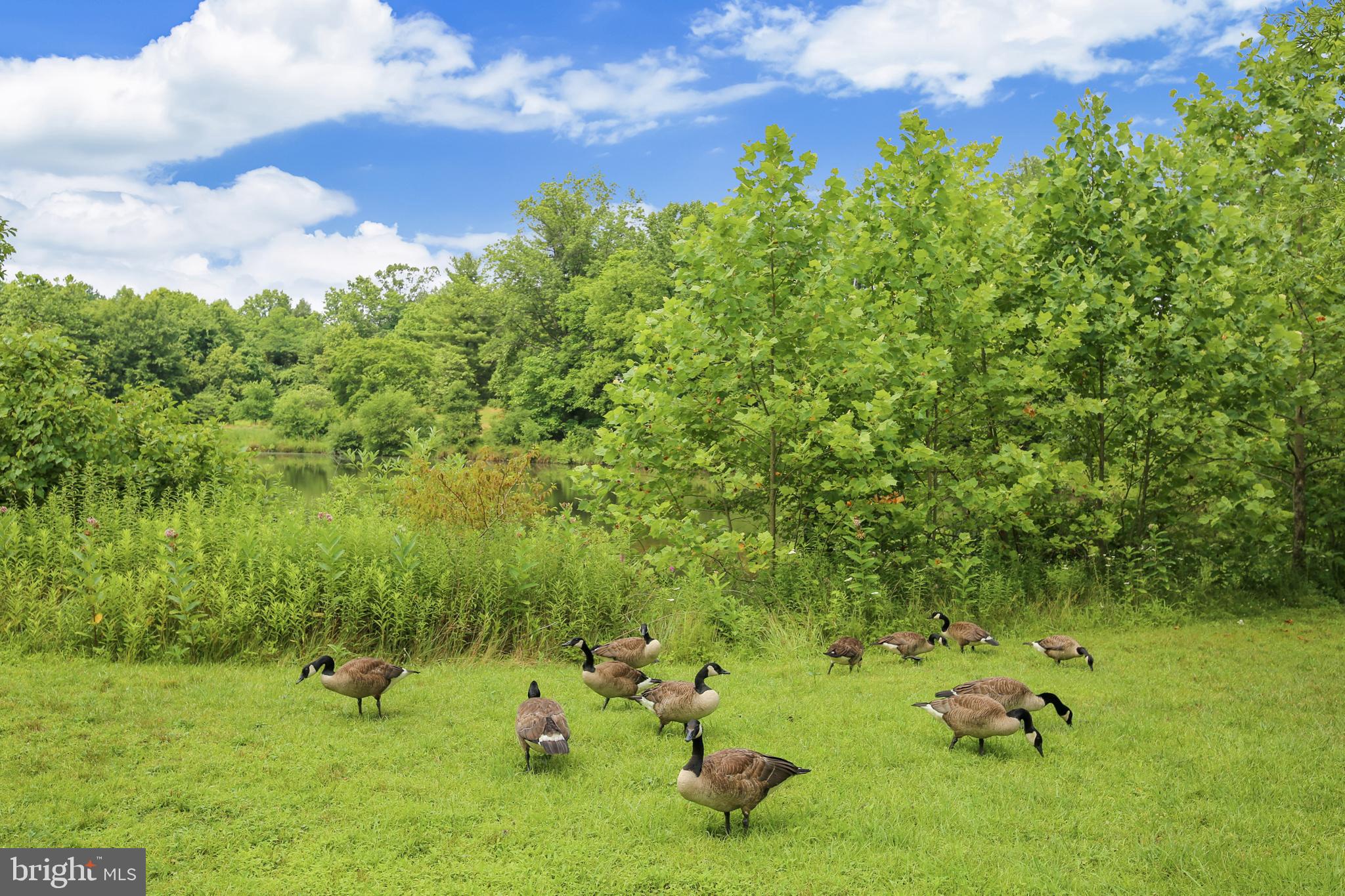 2232 Countryside Drive Silver Spring, MD 20905 - Photo 68 of 72 VISITING GEESE