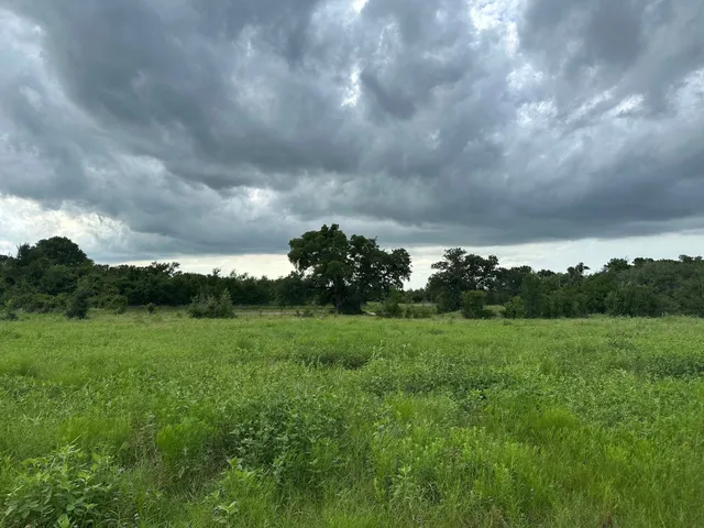 a view of a field of grass and trees