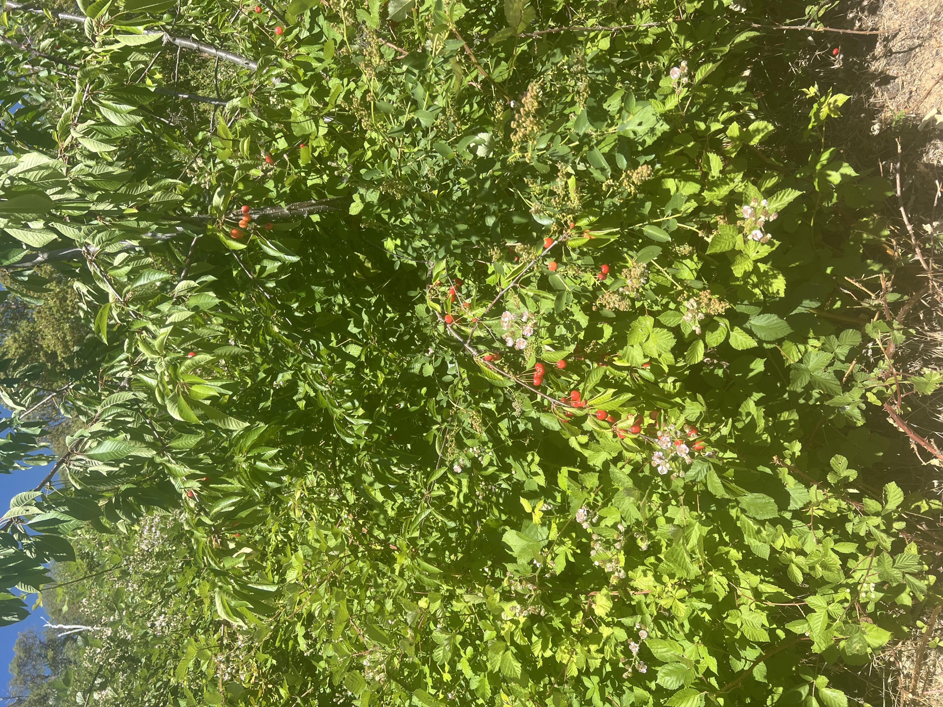 2231 Humbug Creek Road Jacksonville, OR 97530 - Photo 73 of 80 cherries