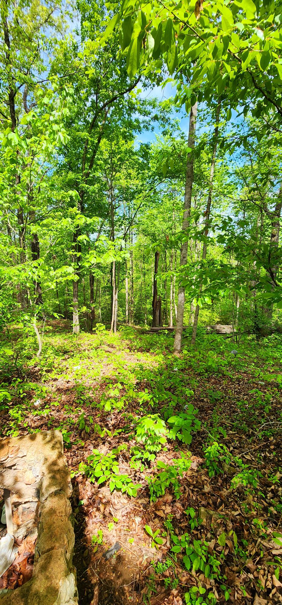 395 Len Mar Road Spring City, TN 37381 - Photo 11 of 46 1000007122