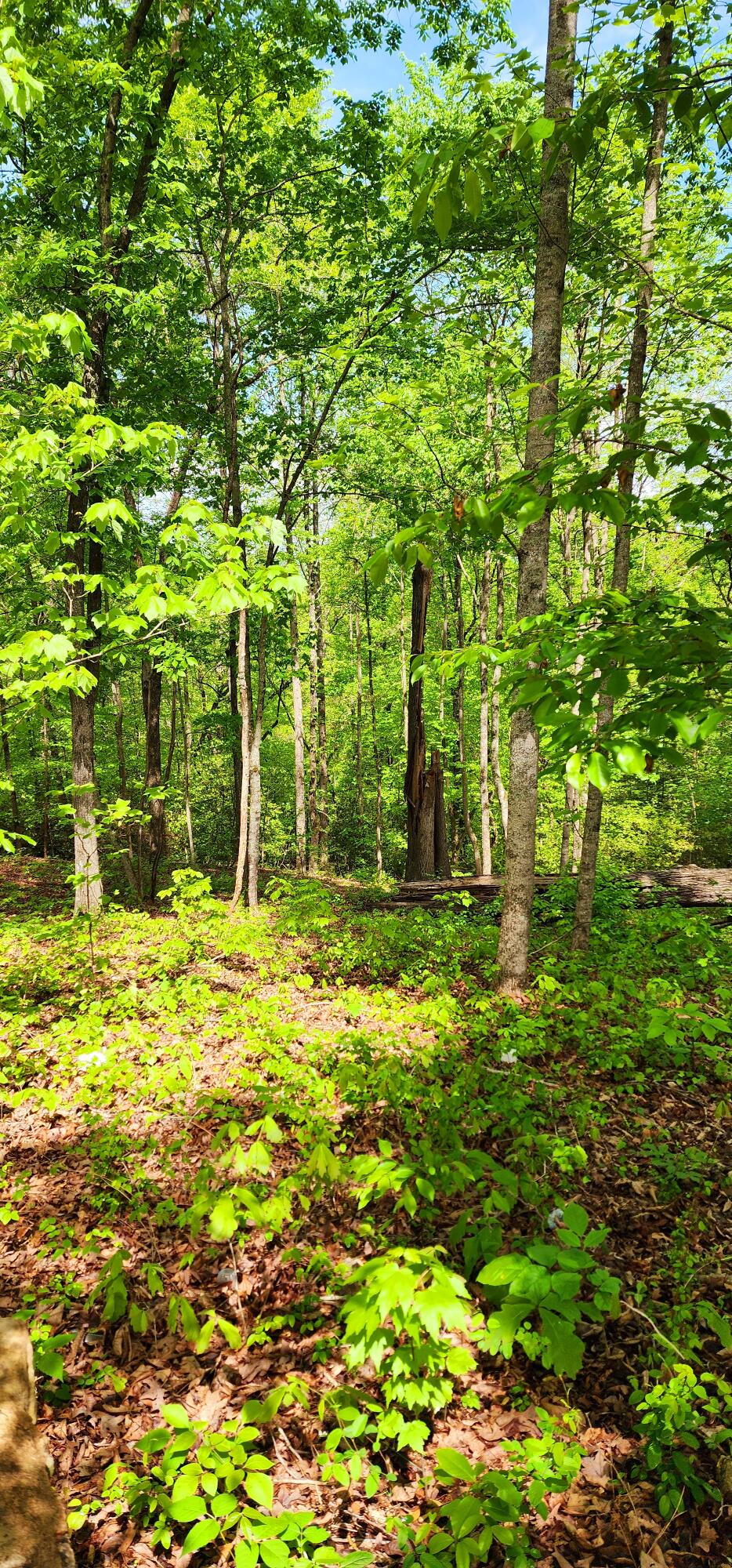 395 Len Mar Road Spring City, TN 37381 - Photo 12 of 46 1000007121