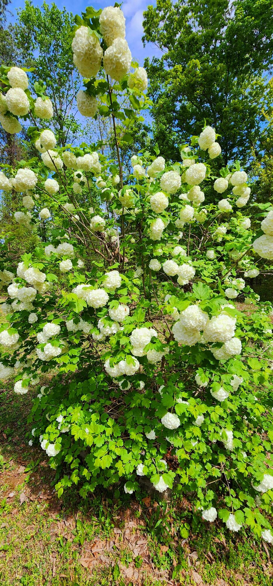 395 Len Mar Road Spring City, TN 37381 - Photo 14 of 46 1000007107