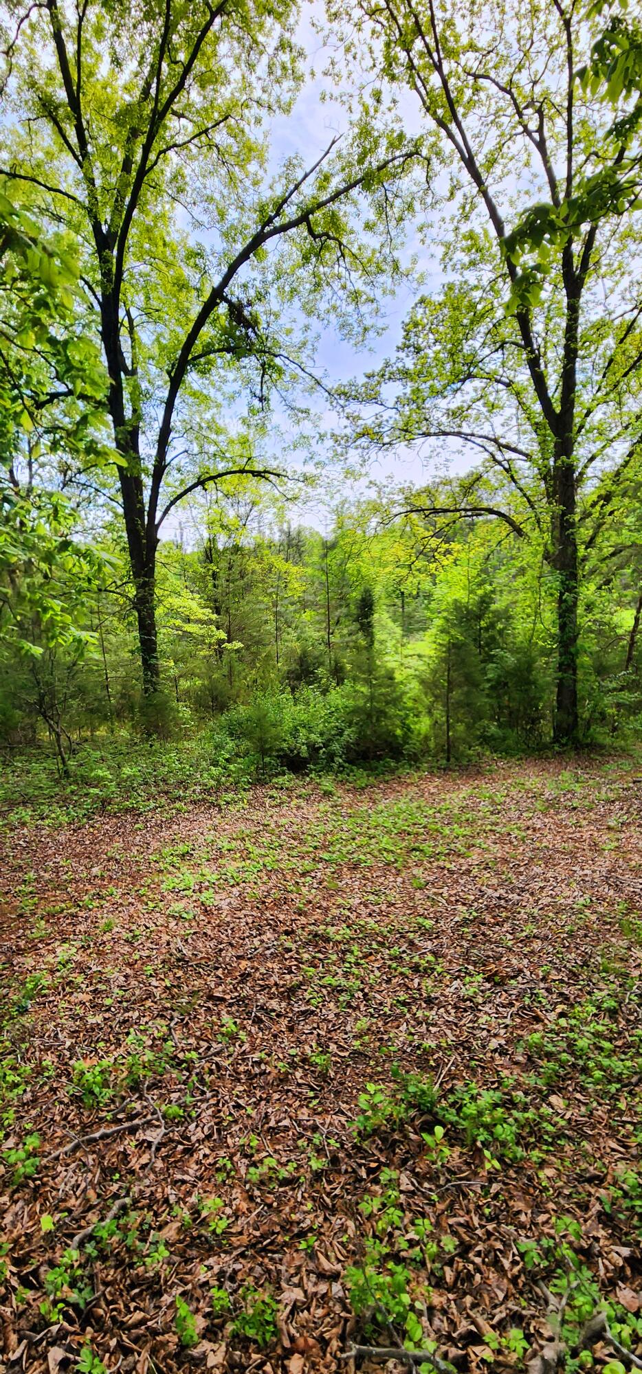 395 Len Mar Road Spring City, TN 37381 - Photo 19 of 46 1000007102