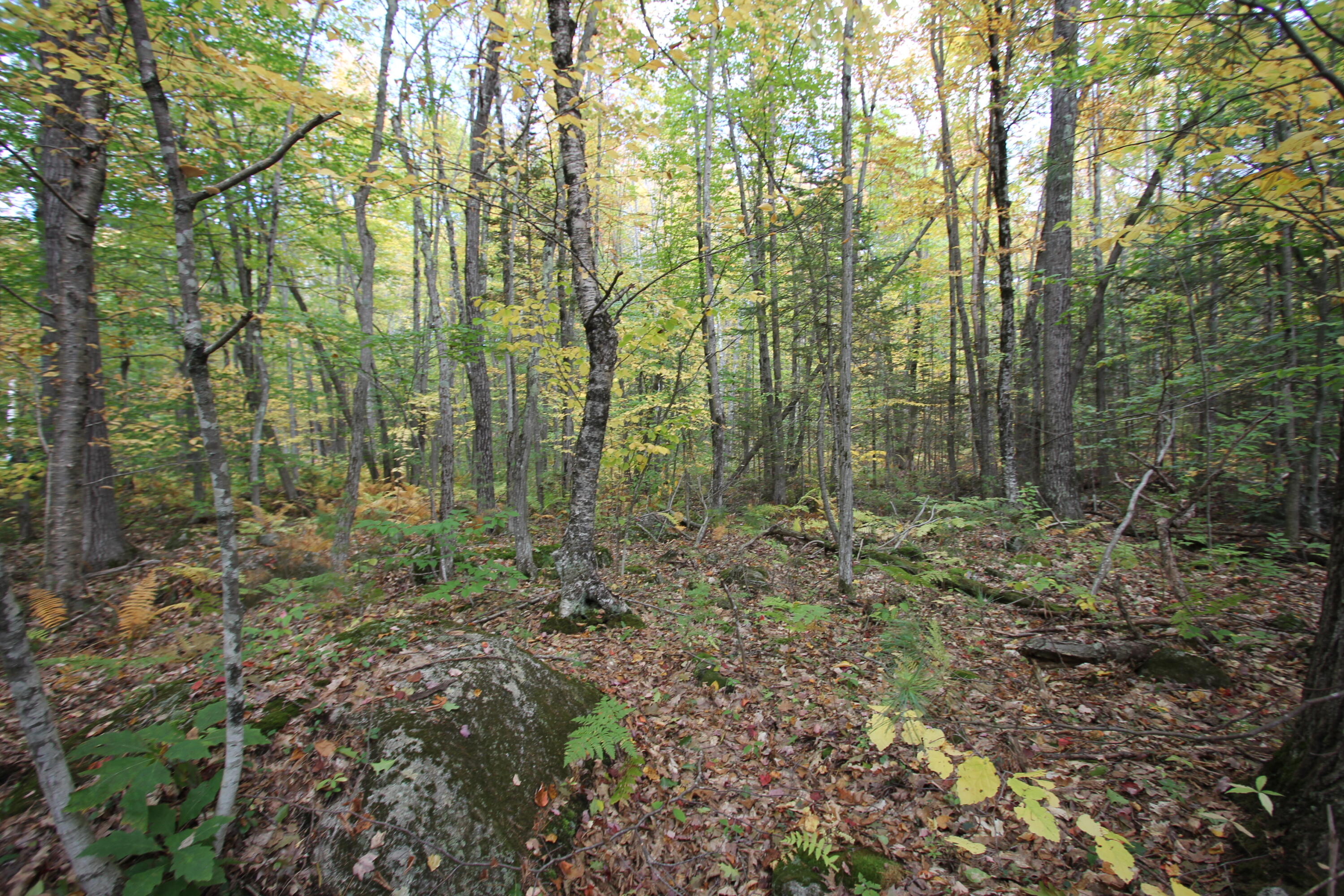 Lot #6 Allen Pond Road Greene, ME 04236 - Photo 15 of 18 IMG_0264