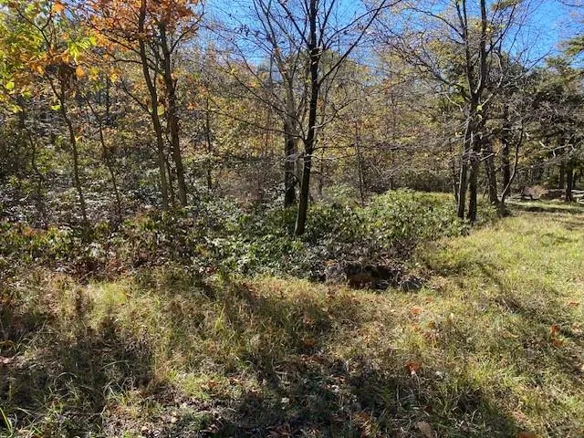 a view of a yard with large trees