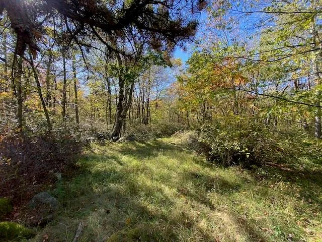 a view of a yard with plants and trees