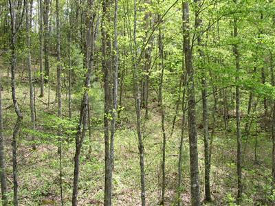 2 Straight Creek Road Campton, KY 41301 - Photo 1 of 6 Nice place to put a cabin or modular hom