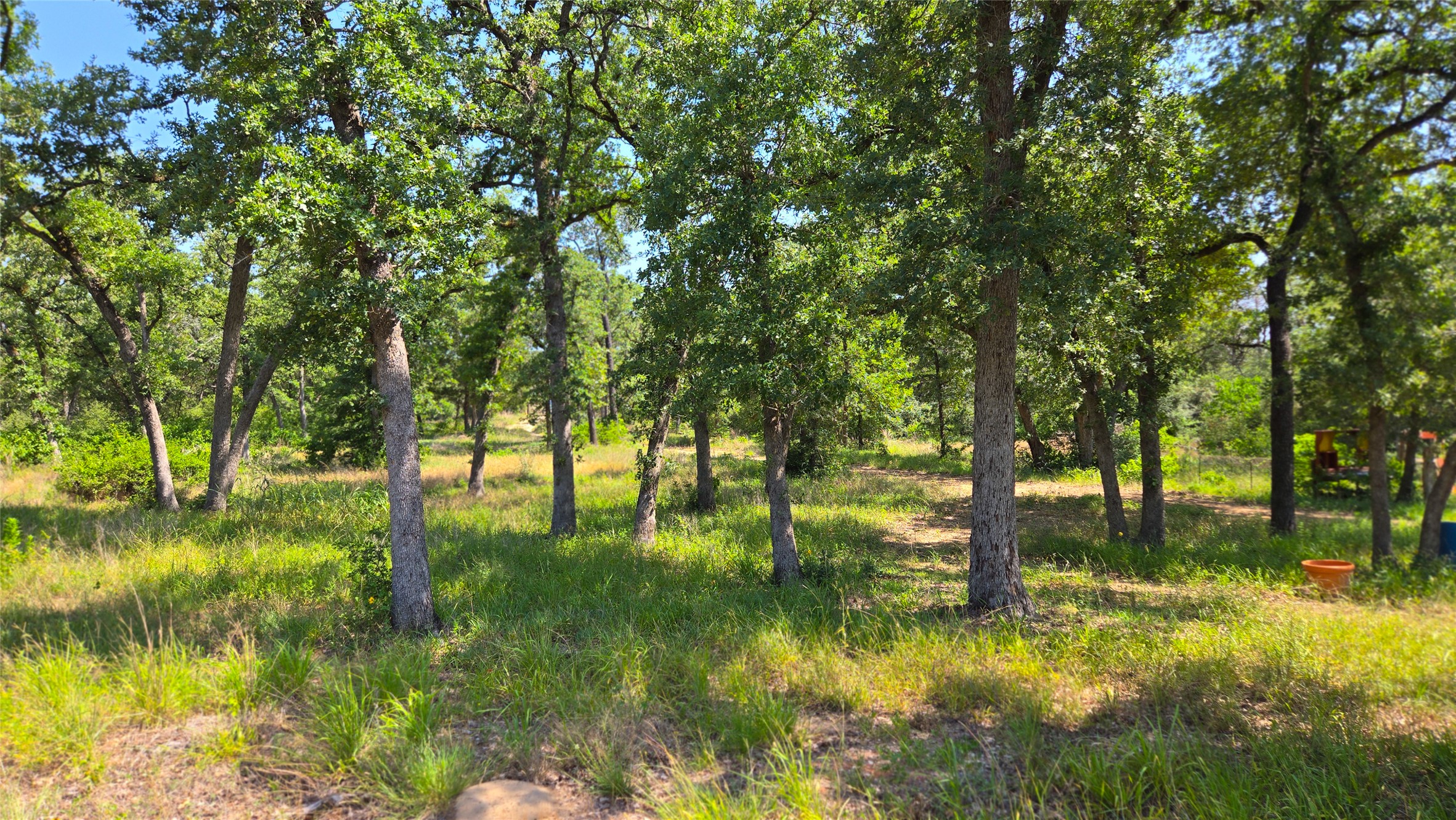 277 Meuth Cemetery Road Red Rock, TX 78662 - Photo 9 of 19 Mature trees and native grasses create a tranquil setting for this verdant yard.
