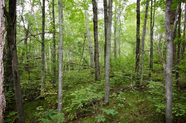 $75,000 | Tbd Gravdahl Drive, Pequot Lakes, MN 56472