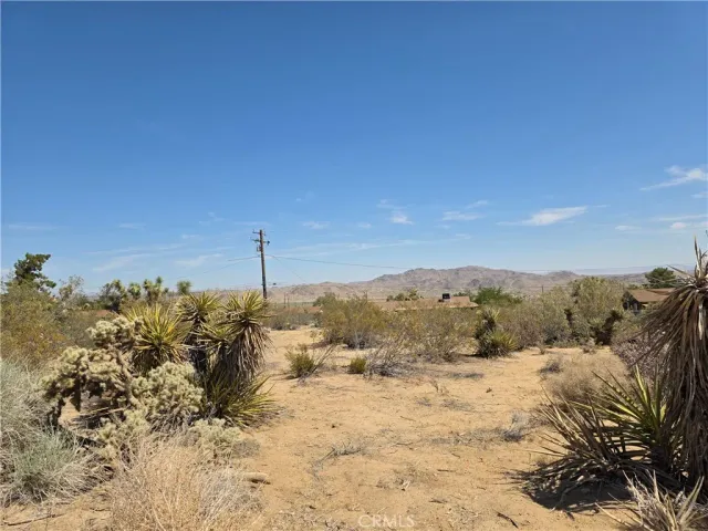 a view of a dry yard with a tree