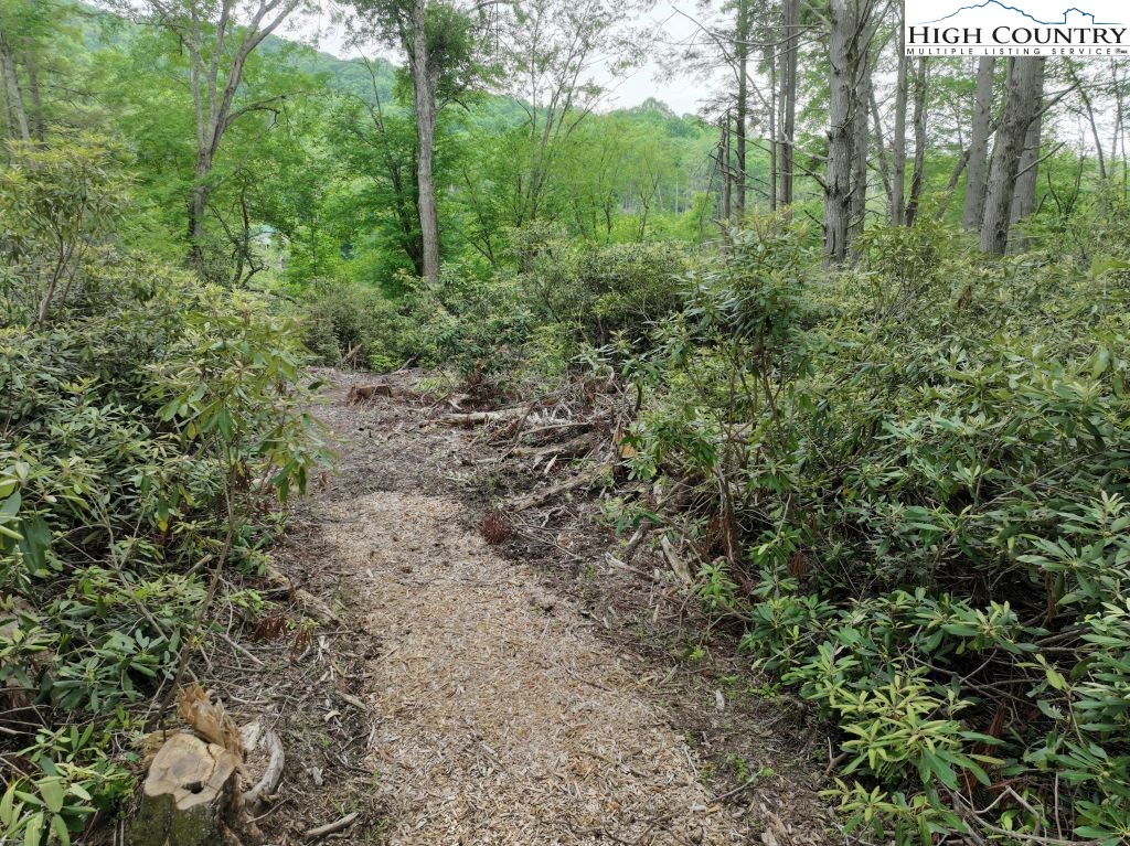 1764 Ripshin Mountain Road Roan Mountain, TN 37687 - Photo 12 of 33 a view of a forest with trees