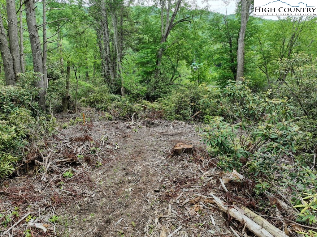 1764 Ripshin Mountain Road Roan Mountain, TN 37687 - Photo 13 of 33 a view of a forest with trees in the background