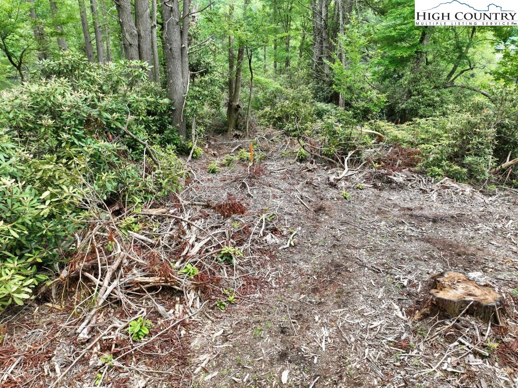 1764 Ripshin Mountain Road Roan Mountain, TN 37687 - Photo 15 of 33 a view of a lush green forest with lots of trees