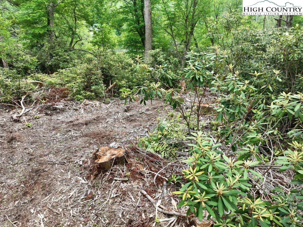 1764 Ripshin Mountain Road Roan Mountain, TN 37687 - Photo 16 of 33 a view of a yard with plants
