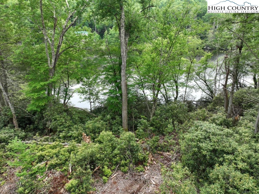 1764 Ripshin Mountain Road Roan Mountain, TN 37687 - Photo 17 of 33 a view of a forest with trees